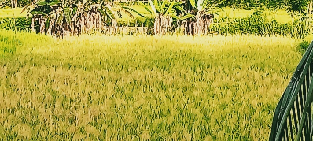 Hasil Panen Padi Di Desa Salur Melimpah Sehingga Dapat Membantu Perekonomian Masyarakat